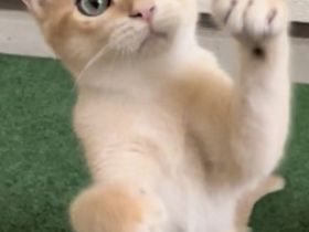 Hallo Katzenfreunde. Wir haben wunderschöne Kätzchen