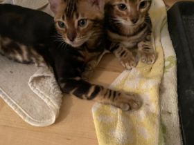 Hallo liebe Katzenfreunde, am 05.05.22 erblickten 4