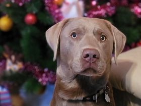 Labrador Silber Deckrüde