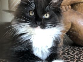 Hallo , Aditi sucht noch Ihre Familie . Sie ist optisch