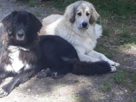 Lissy  Luzie, Lissy (hellblond) und Luzie (Lucy) 