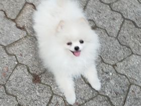 Wir suchen für den kleinen süßen Rüden "Macho" ein