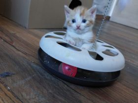 Hallo ihr Lieben verkauft werden unsere Katzen Babys