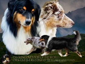 Australian Shepherd Welpen für Sport & Show, frei von MDR1 usw.