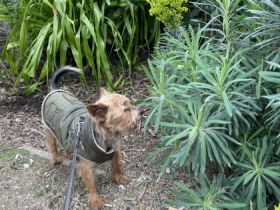 Yoki, Wir inserieren unseren Yorkshire Terrier da wir