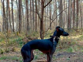 Nursery ‘Bertinum Manerium (Latvia) LKF/FCI is offering