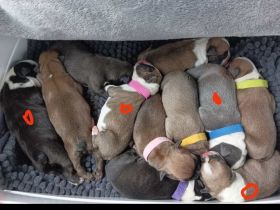 Unsere Welpen haben am 17. und am 18.08. das Licht der