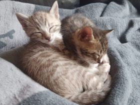 Hallo Zusammen :) Am 09. Juni 2022 hat unser Bengal