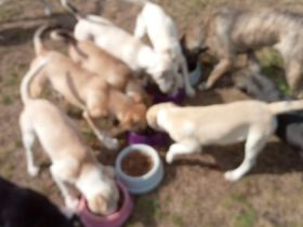 Zu verkaufen sind 9 bildhübsche Mischlingswelpen die am