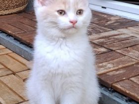 Unsere liebe Katze hat 5 kleine Kitten zur Welt