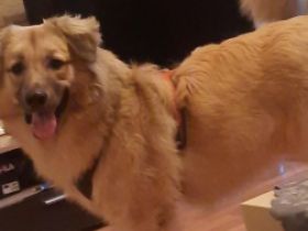 Milo, Hallo mein Name ist milo bin 10 Monate alt Ich