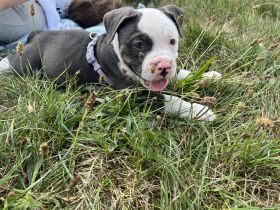 Olde English Bulldogge, Welpen