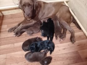 Hallo wir haben süße aufgeweckte Welpen die ab Ende