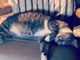 Hallo liebe Katzenfreunde! (Die Bilder zeigen unsere