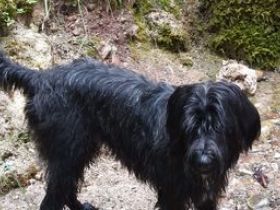 Drei stattliche Rüden, Zufallswurf, liebevolle