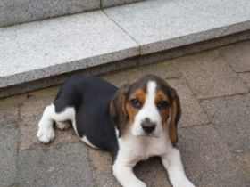 Lustige Beaglewelpen am 12.6.22 geboren aus guter