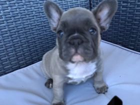 Liebe Bully Freunde Unsere Shiva hat am 23.06.22 ,vier