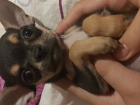 Wir möchten unseren kleinen Rüden Mailo an ganz liebe