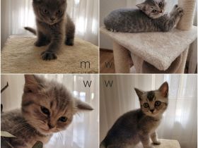 Unsere liebevolle Katze hat fünf kleine süße Babys