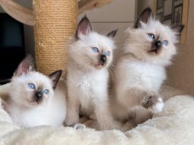 Unsere geliebte Siam Katze „Chica“ hat am 27.06.2022 5