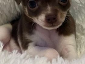 Hallo wir müssen leider die kleine Lucy wieder abgeben,