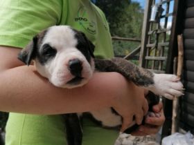 Hallo ihr lieben, Wir sind eine supersüße Rasselbande