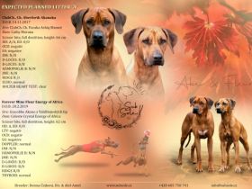 Pregnancy confirmed!! We are happy to announce our