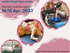 Intensivausbildung Hundephysiotherapie