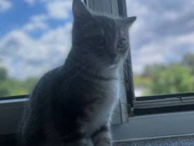 Britisch Kurzhaar, Hallihallo Katzenfreunde, auf den