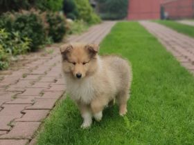 Dehami's Secret Celestial Star