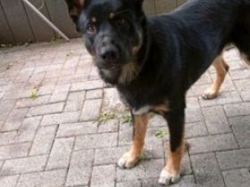 Hallo. Ich biete einen Welpen an. Schäferhund mix. Er