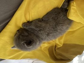 Geboren am 11.07.2022 und suchen ein neues zu Hause :).