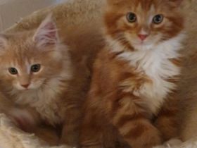 Unsere Roxy hat am 2.6.2022 sieben entzückende Babys