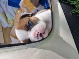 Unsere Welpen wachsen mit Familienanschluss mitten im