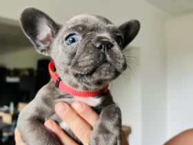 Am 5.Juli 2022 erblickten unsere 7 kleinen Zwerge auf