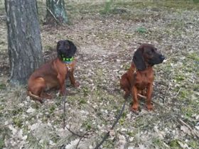 Bayerischer Gebirgsschweißhund aus Dojca Tal (Polen)