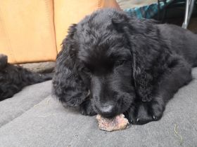 Unsere Hündin (Weimeraner/Schweizersennen) hat