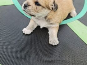 Die kleinen sind am 01.08.2022 geboren . Sie werden an