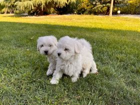Hi wir sind 4 Süße malteser welpen ,wir suchen eine