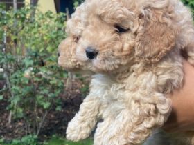 Unsere Zwergpudelhündin hat 3 wunderschöne, kräftige