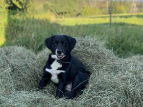 Samantha, Sam ist eine ganz liebe Hündin, die Kinder