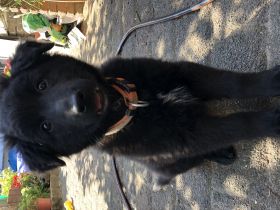 Aragorn und Artos Sind zwei von 3 zuckersüßen Welpen