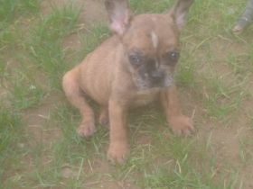 2 wunderschöne französische bulldogge welpen suchen ab