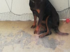 Ella, Leider muss ich meine Hündin aus privaten Gründen