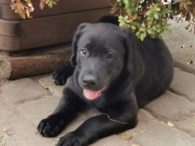 Liebe Hundeliebhaber, Unsere Labrador Hündin Emma hat