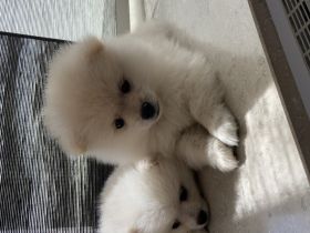 Mini Boo Pomeranian Zwergspitz Welpen Weiß Cremeweiß.