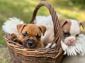 Unsere Old English Bulldog Welpen suchen ab dem 01.09