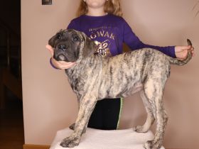 Krzyżanowski Gang Molosów FCI