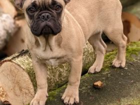 Unsere Chica sucht ihre Eltern auf Lebenszeit.... Habt