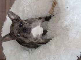 Schweren Herzens müssen wir uns von unsere französische